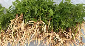 گردوی کشت بافتی 