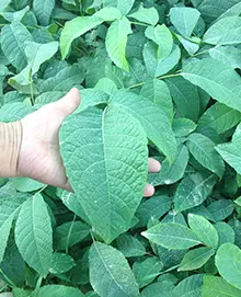 seedling-walnut
