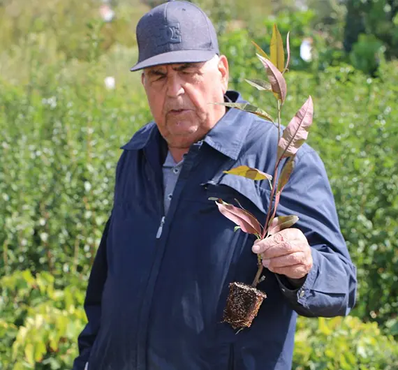 نهالستان دار